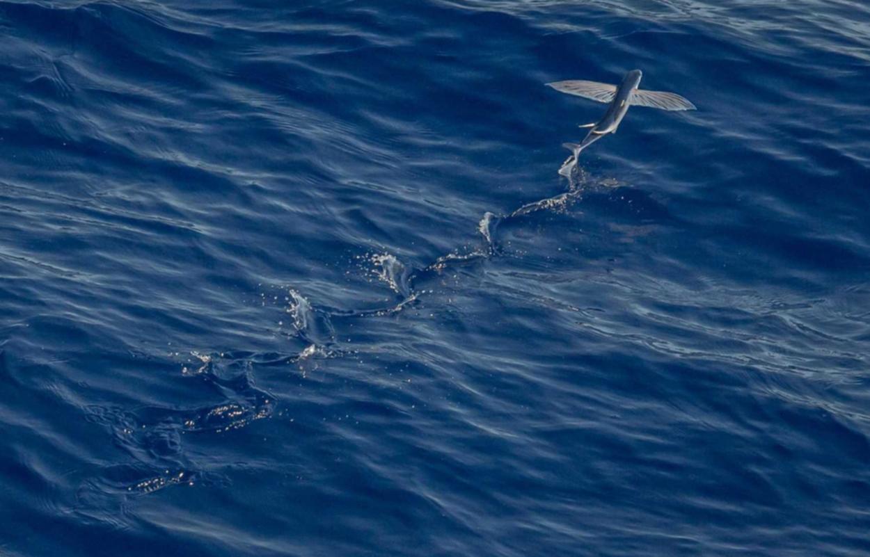 葫芦兄弟:七子降妖:草莓视频详情下载教程- app