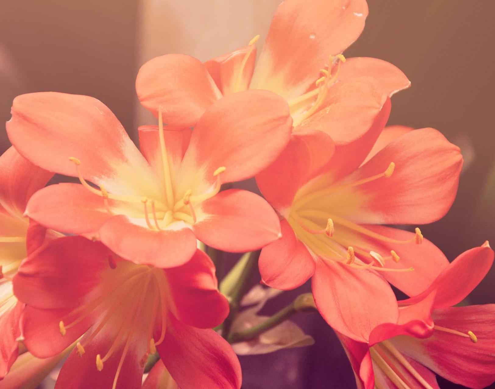 小虾米闯江湖：怎么作平台代理