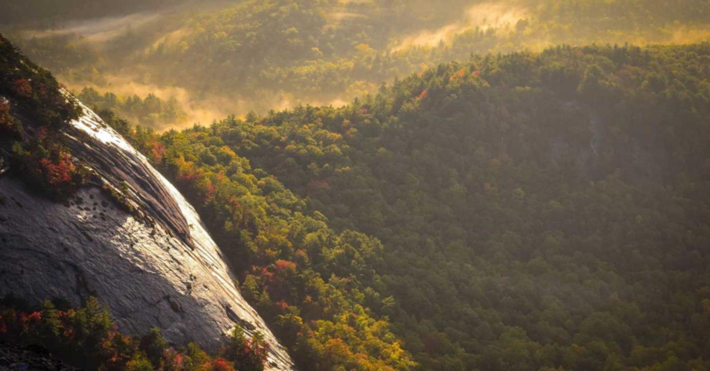 咖啡黄沉香（细）：黑口子平台代理