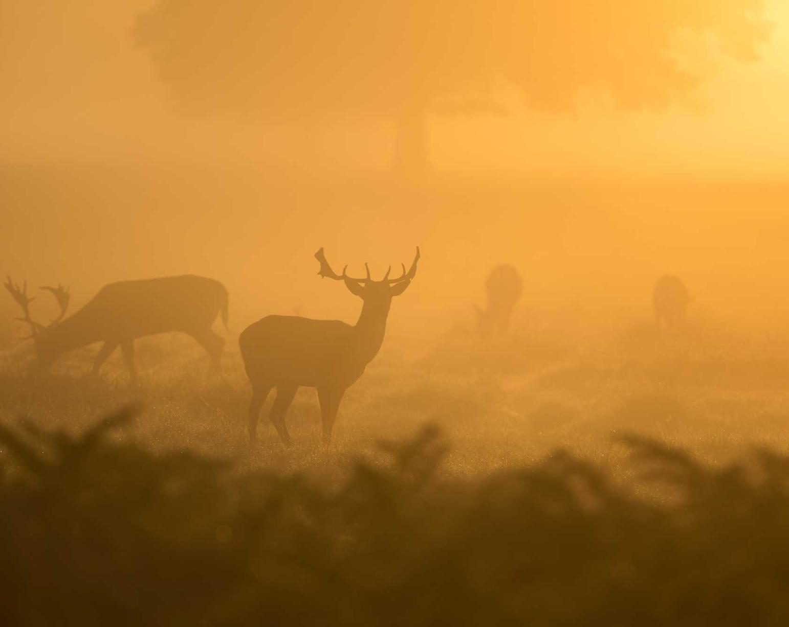 恩佐苹果11手游账号注册