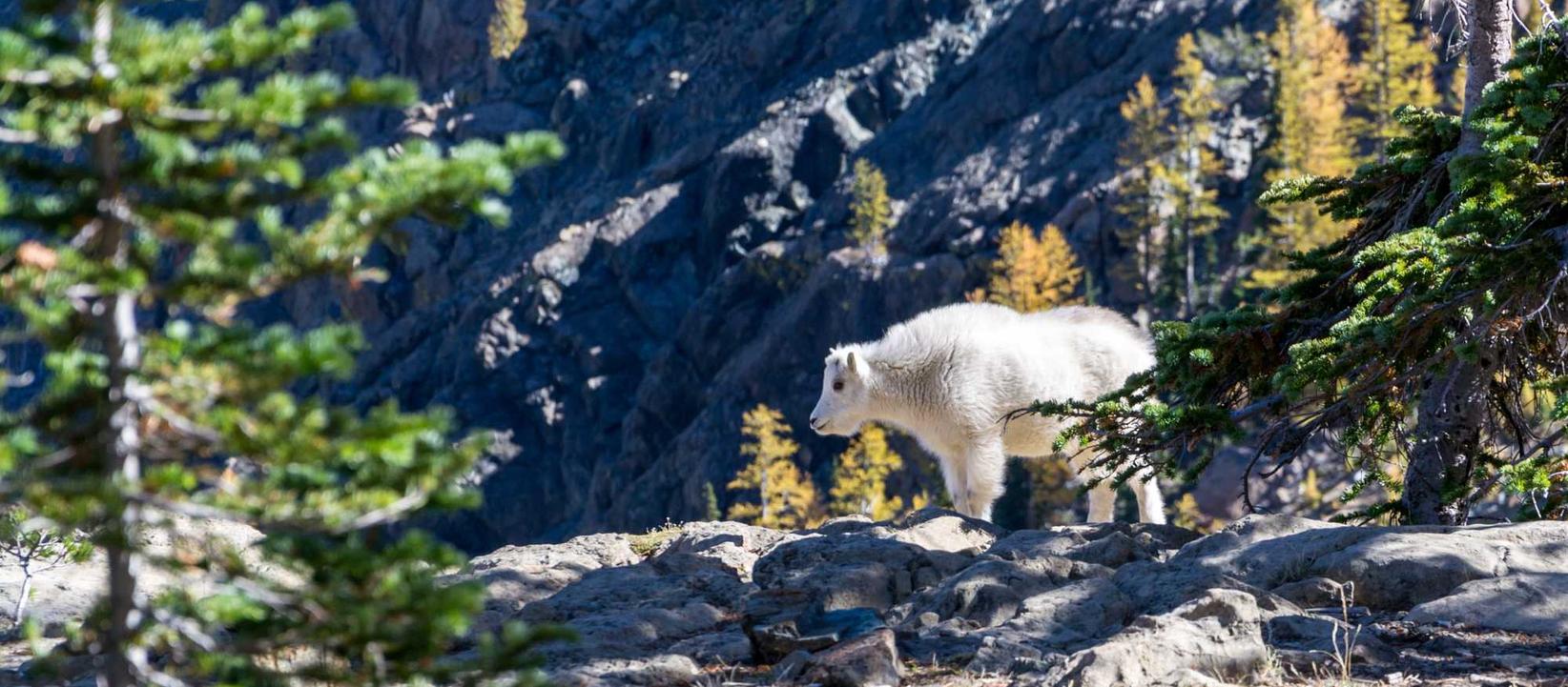 英亚平台购买课件