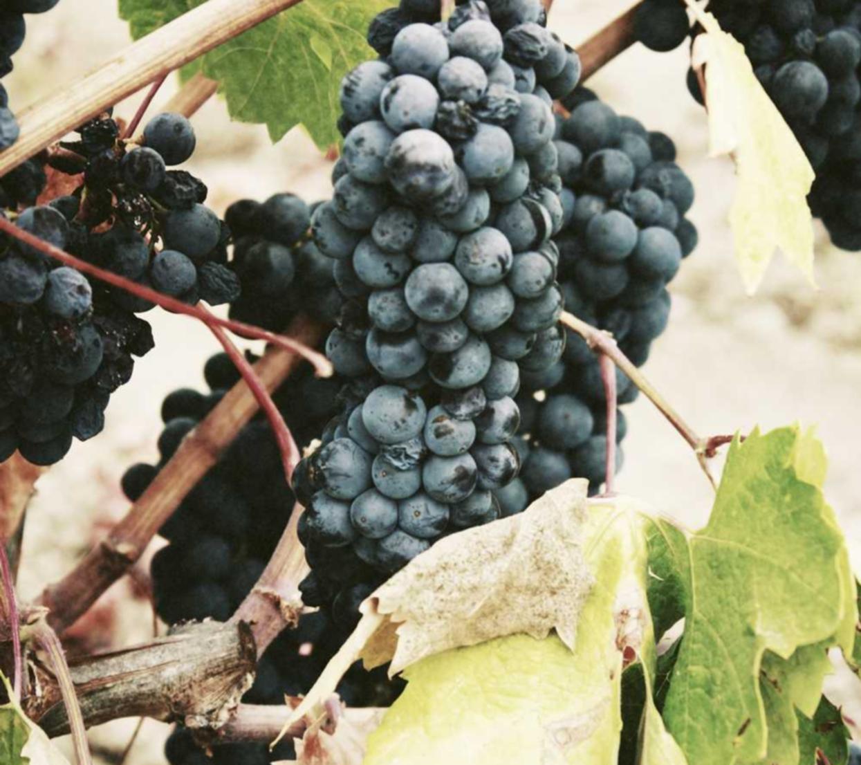 优酷移动实名账号：沂源公司注册代理