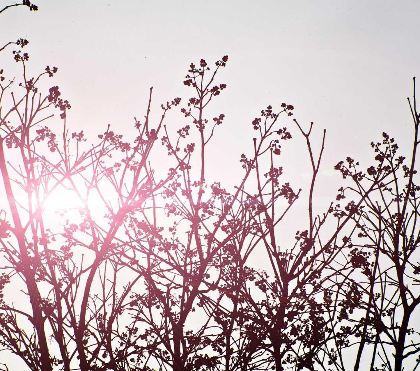 香烟品牌的历史