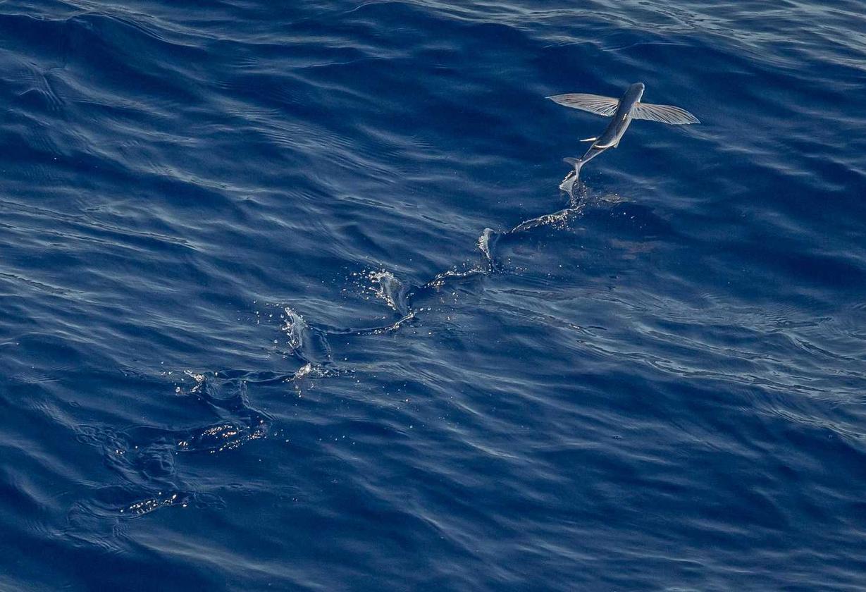 飞信app 详情下载教程